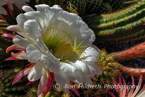 Blooming AZ Cactus low res
